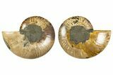 Cut & Polished, Agatized Ammonite Fossil - Madagascar #308720-1